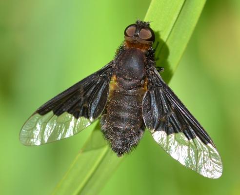 Hemipenthes morio